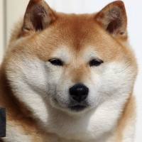 Gavsik