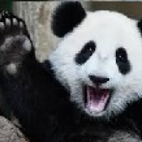 9pandas