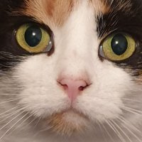Sunsai